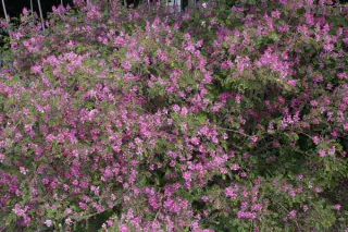 Indigofera himalayense 'Silk Road'