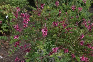 Indigofera howellii