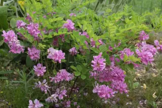 Indigofera kirilowii