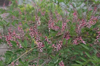 Indigofera potaninii