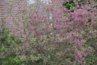 Indigofera splendens