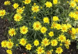 Inula ensifolia