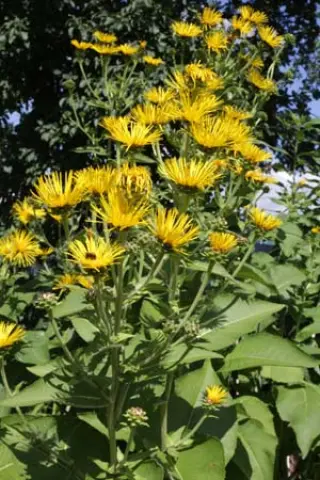 Inula helenium