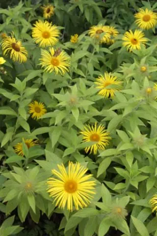 Inula hookeri