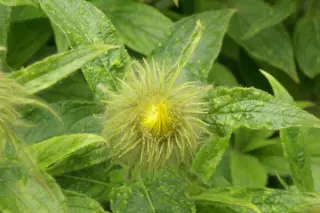 Inula hookeri