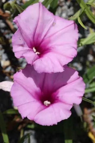 Ipomoea leptophylla
