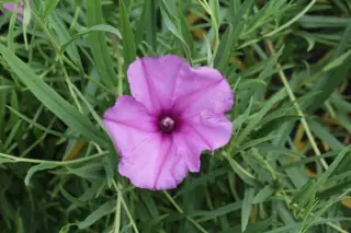 Ipomoea leptophylla