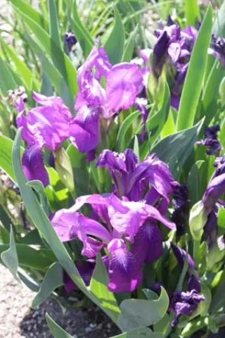Iris aphylla aphylla (coll. Russia)