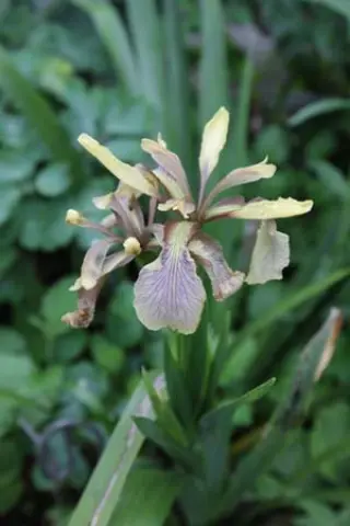 Iris bracteata