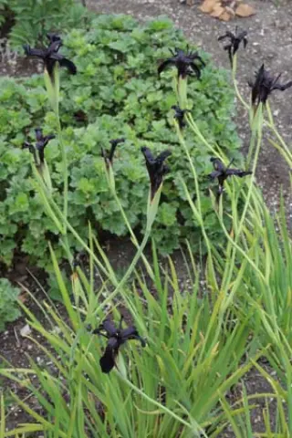 Iris chrysographes 'Black Knight'
