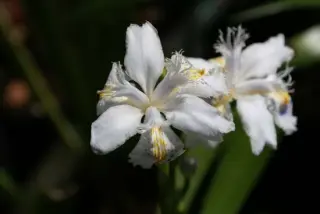 Iris confusa 'Martyn Rix'