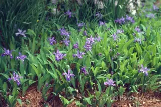 Iris cristata