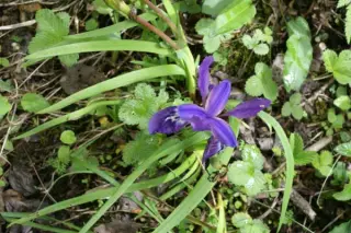 Iris cuniculiformis Ace 2224