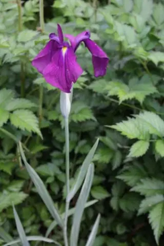 Iris ensata 'Variegata'