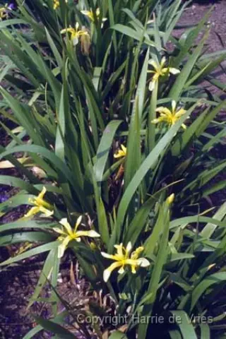 Iris foetidissima 'Citrina'