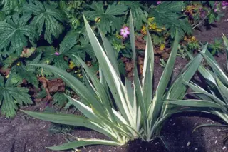 Iris foetidissima 'Variegata'