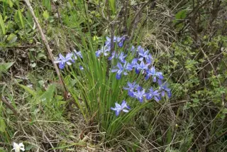 Iris goniocarpa