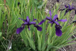 Iris henryi (coll. Tibet)