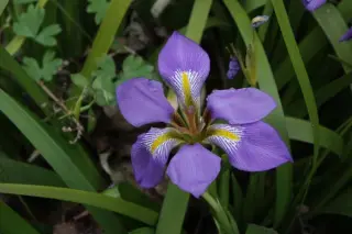 Iris lazica