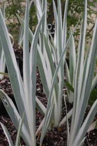 Iris pallida 'Argentea Variegata'