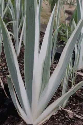 Iris pallida 'Argentea Variegata'