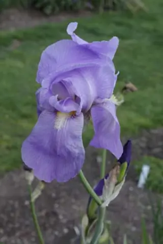 Iris pallida pseudopallida