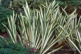 Iris pallida 'Variegata'