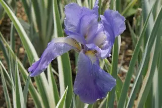 Iris pallida 'Variegata'