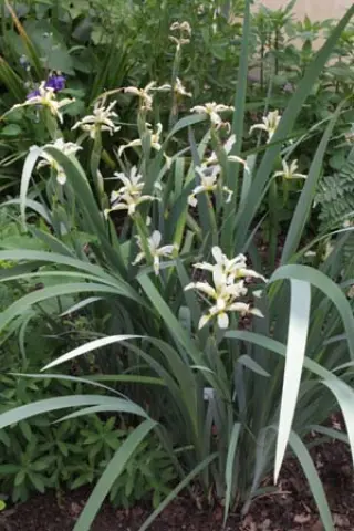 Iris pallasii