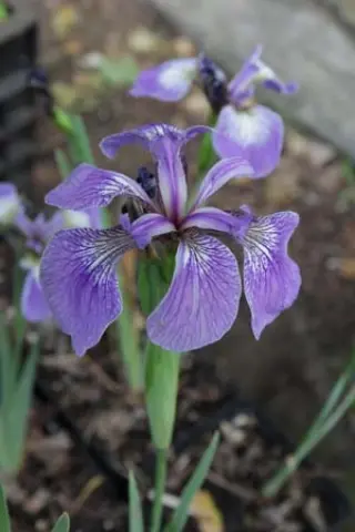 Iris setosa 'Baby Blue'