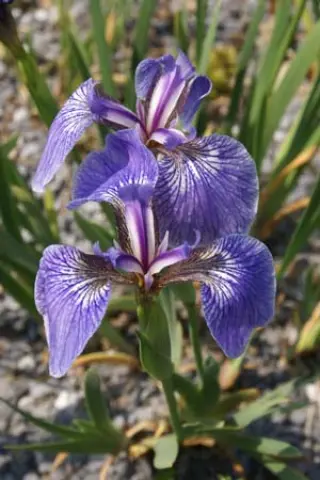 Iris setosa 'Nana'