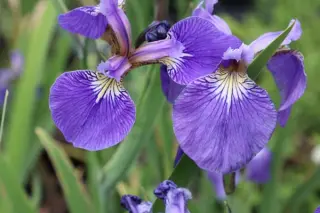 Iris setosa (coll. Sachalin)