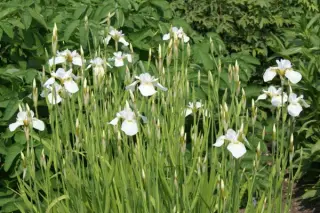Iris sibtosa 'Butterfly Fountain'