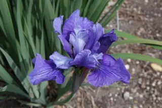 Iris sibirica 'Côte D'azur'