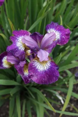 Iris sibirica 'Jewelled Crown'