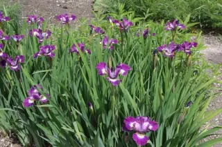 Iris sibirica 'Jewelled Crown'