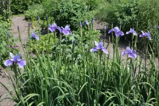 Iris sibirica 'Sea Shadows'