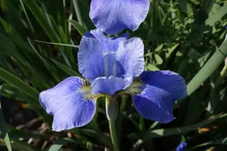 Iris sibirica 'Silver Edge'