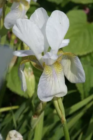 Iris sibirica 'Southcombe White'