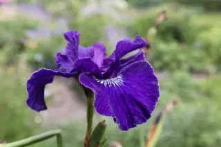 Iris sibirica 'Trim The Velvet'