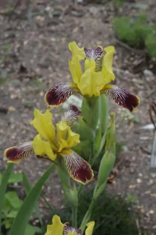 Iris variegata (coll. Moravië)