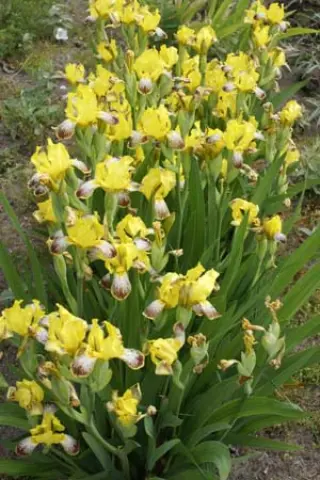 Iris variegata (coll. Moravië)