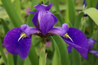 Iris x versilaev 'Fourfold Blue'