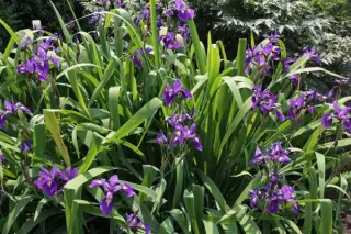 Iris x versilaev 'Princess'