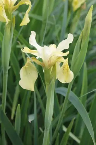 Iris wilsonii