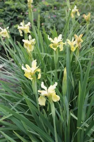 Iris wilsonii