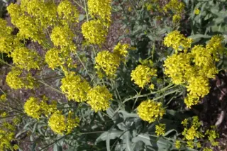 Isatis glauca