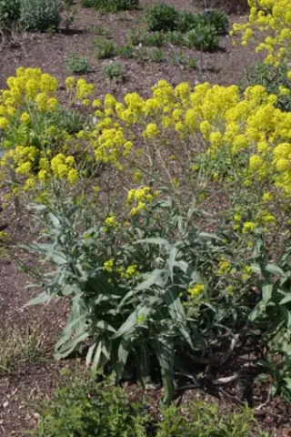 Isatis glauca