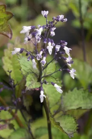 Isodon japonicus var. glaucocalyx (syn. Plectr. gl