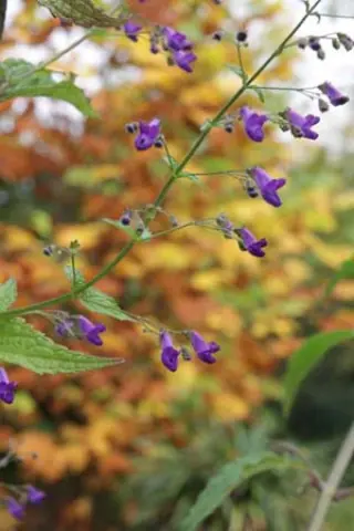 Isodon longitubus 'Noshoku'
